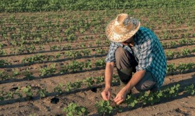 Dia do Agricultor: profissionais do campo que produzem riquezas