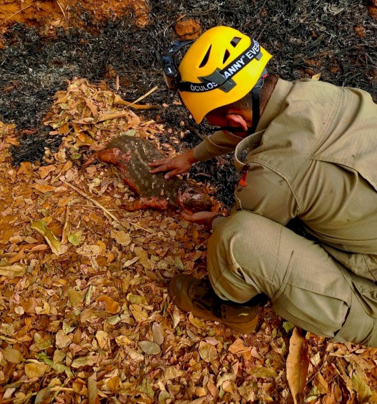 Incêndios florestais: além de destruir a vegetação nativa, matam muitos animais